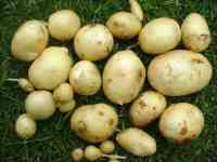 newly dug maris piper potatoes, from container